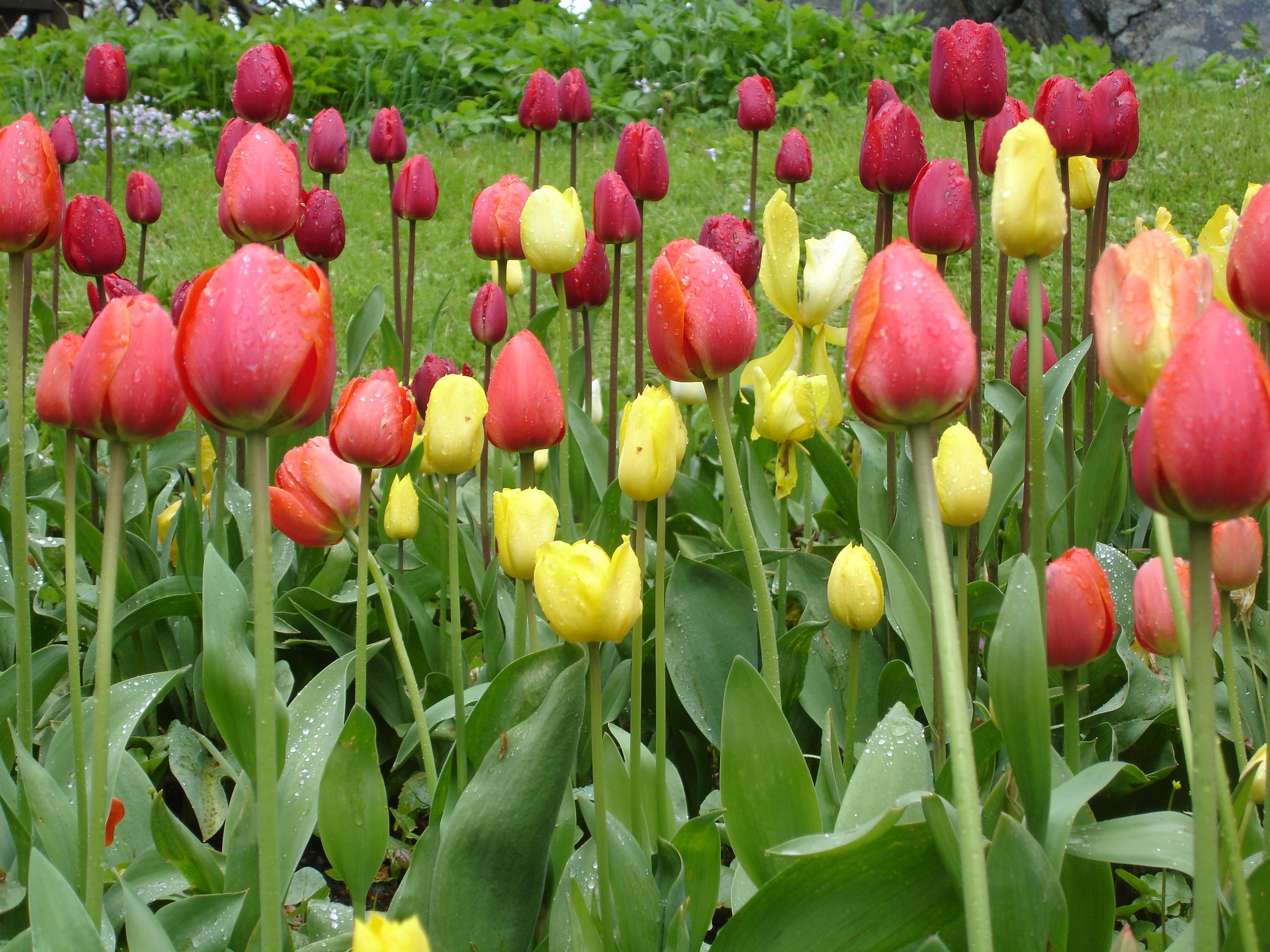 seasonal marketing tulips